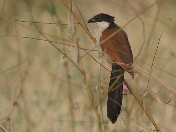 <h3><a href="/trips/gambia/biota/animalia/chordata/aves/030 cuculiformes/001 cuculidae/centropus senegalensis/centropus senegalensis-nl.html">Centropus&nbsp;senegalensis</a> / Senegal&nbsp;coucal / Senegalese&nbsp;spoorkoekoek</h3>OM-1 Mark II met OLYMPUS M.150-400mm F4.5, 1/2000 sec  bij F4.5, ISO 500, afstand 19.5&nbsp;m